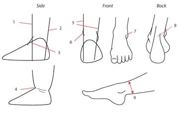 Shoes vs barefoot shapes