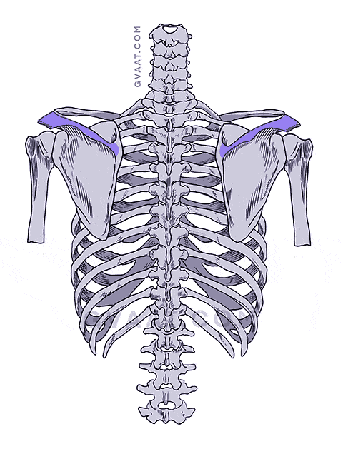 how to draw the human back scapula spine of