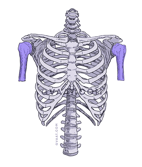 how to draw the human back humorus bone