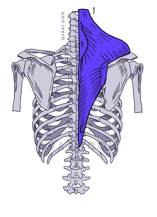 how to draw the back trapezius