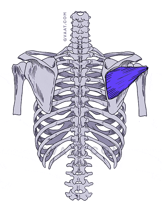 how to draw the back infraspinatus