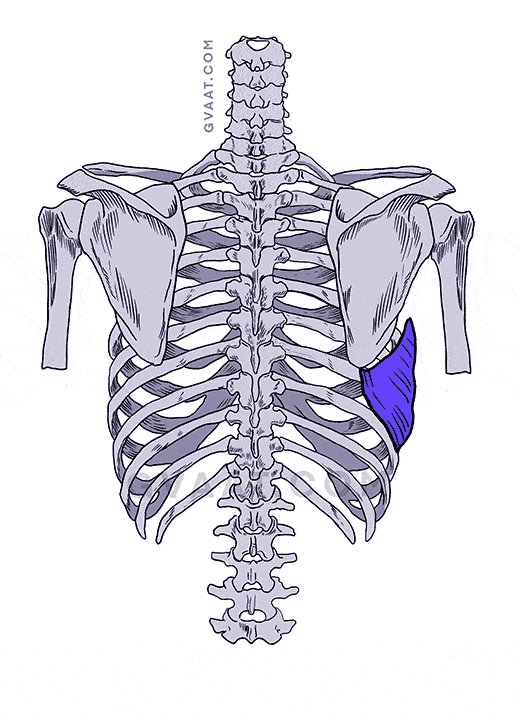 how to draw the back serratus anterior