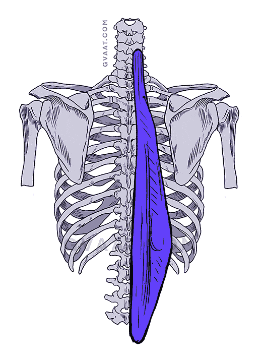 how to draw the back erector spinae muscle rod muscles