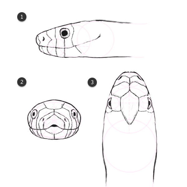 snake eye shapes