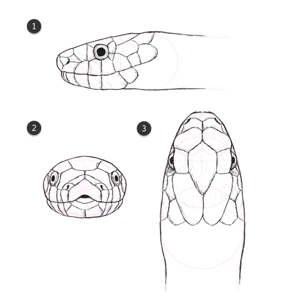 snake head anatomy