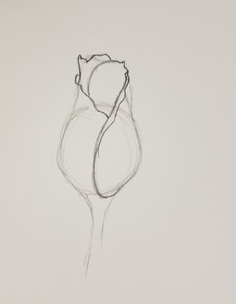 How to draw a rose bud More detail