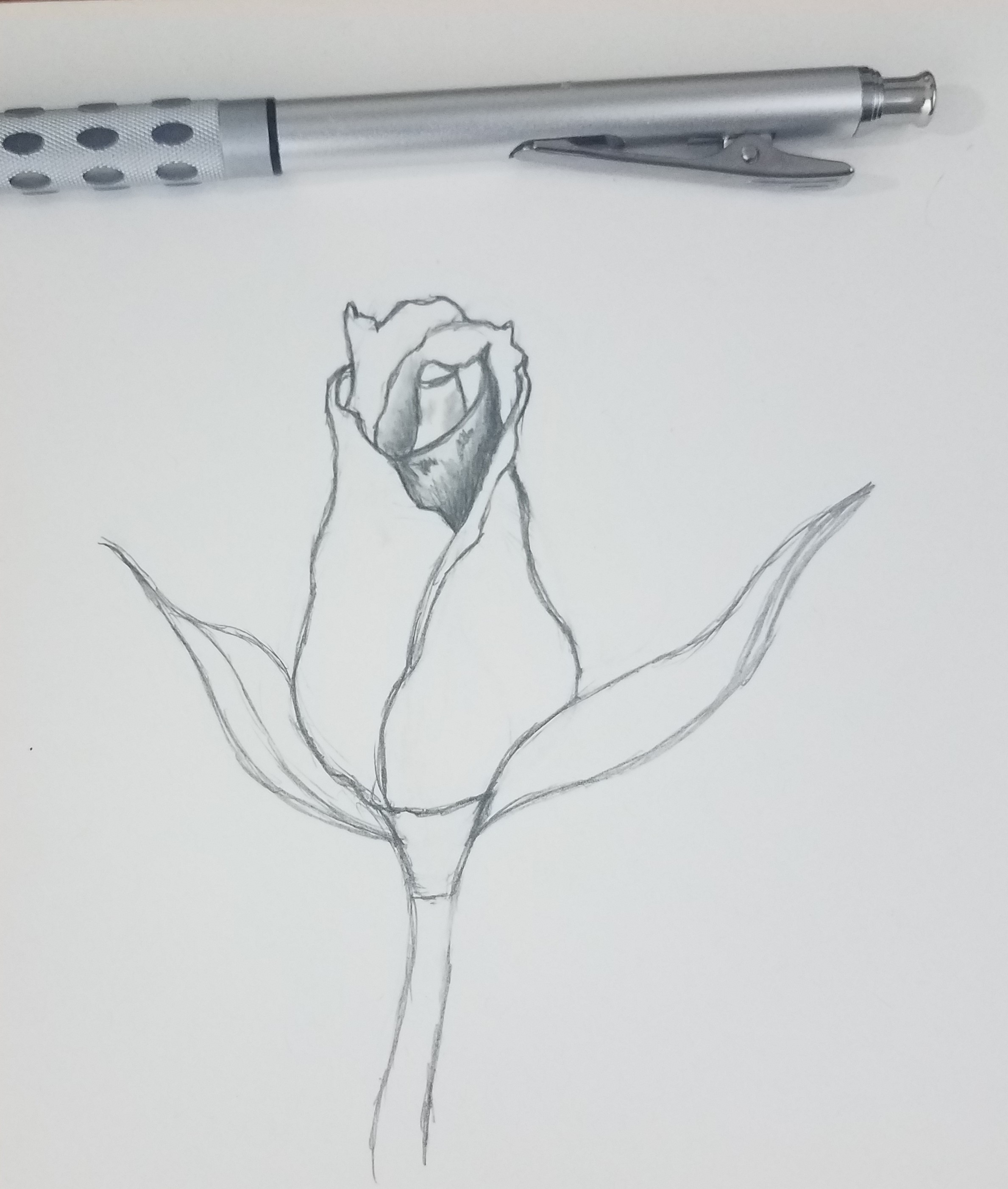 How to draw a shaded rose bud 1