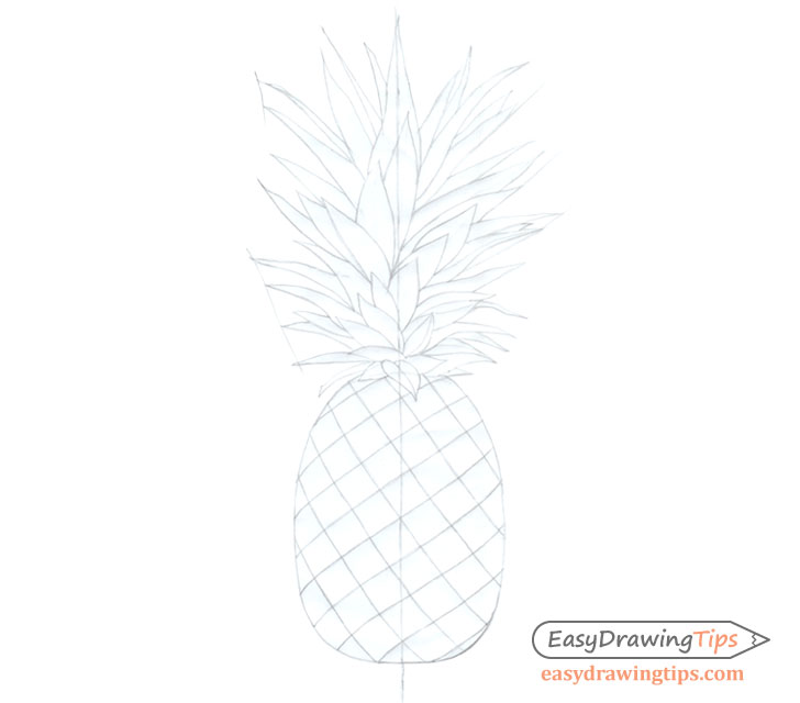 Pineapple baseline drawing