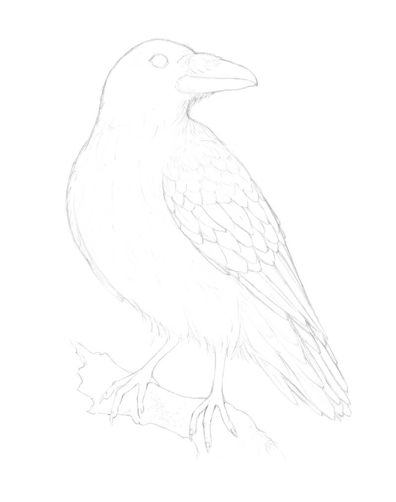 Finished pencil sketch of a crow