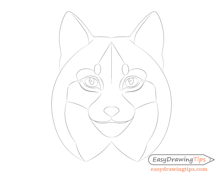 Lynx face details drawing