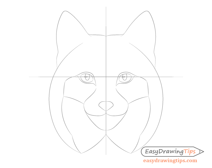 Lynx eyes details and nose drawing
