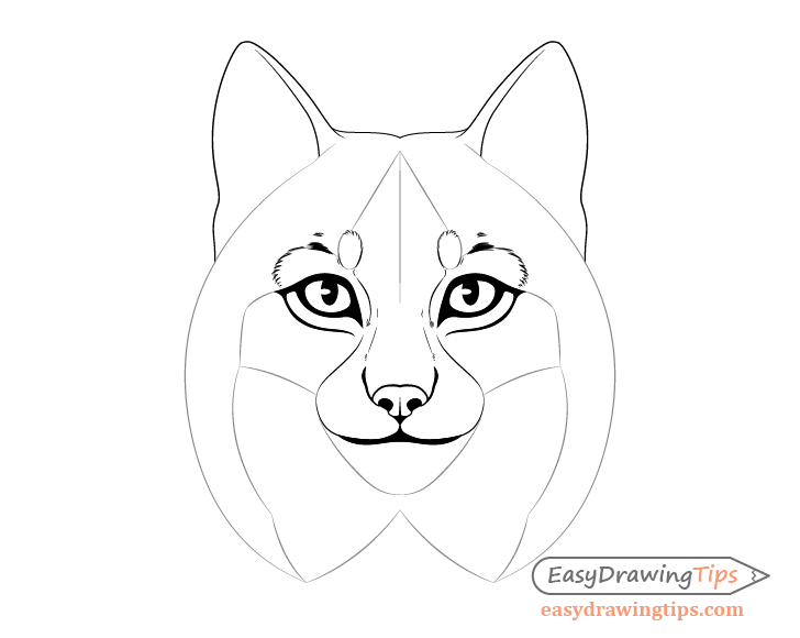 Lynx eyebrow fur drawing