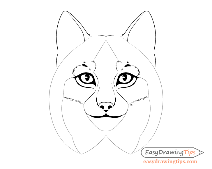Lynx cheek fur drawing