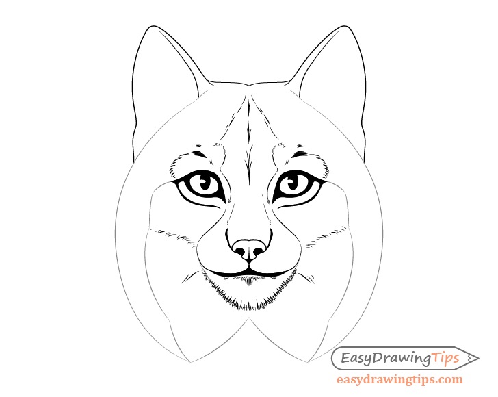 Lynx chin fur drawing