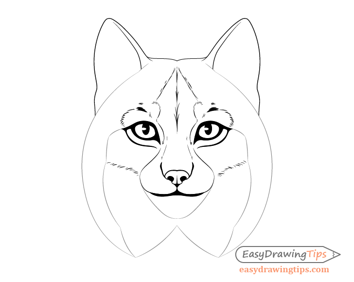 Lynx forehead fur drawing