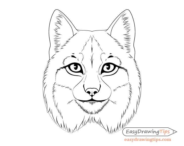 Lynx mane drawing