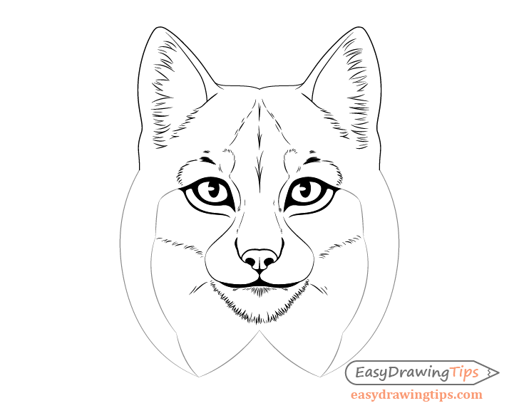 Lynx inner ear fur drawing