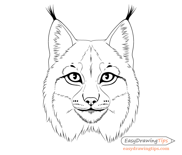 Lynx whiskers spots drawing