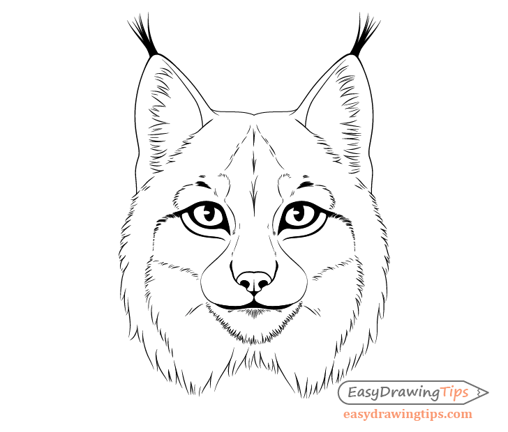 Lynx ear fluff drawing