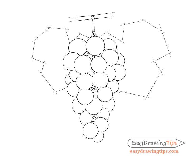 Grapes with leaves sketch drawing