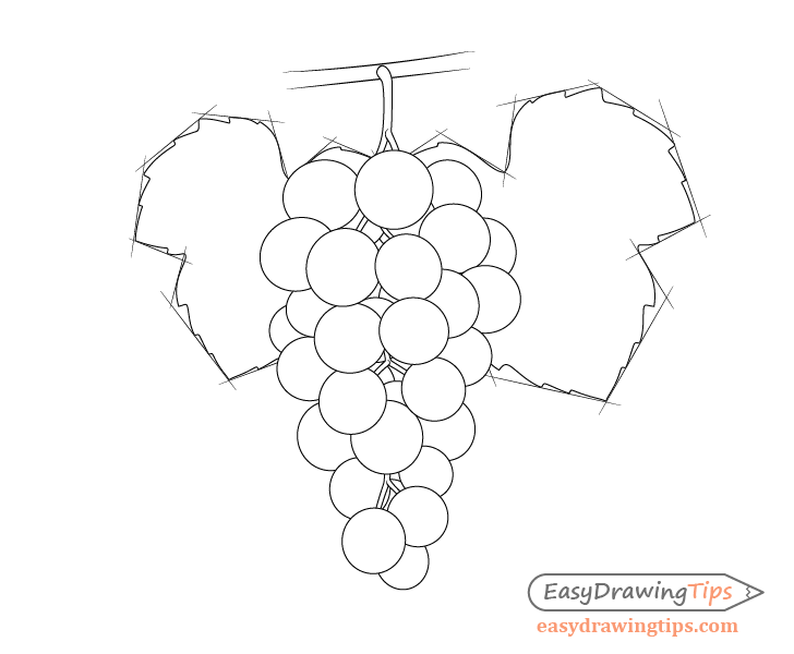 Grapes with left drawing
