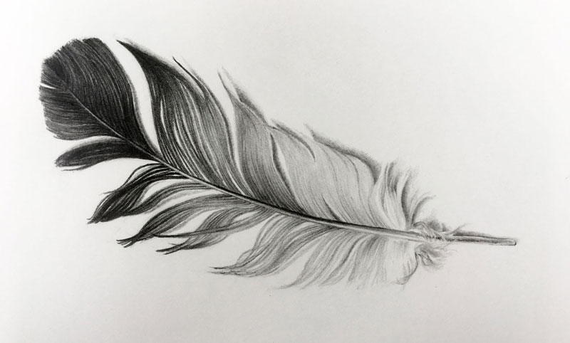 Draw feathers
