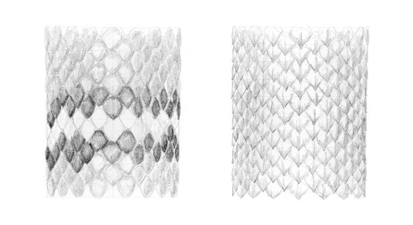 drawing of reptile scales