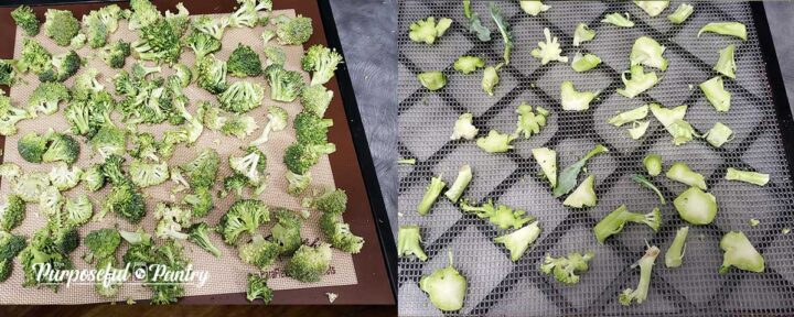 Broccoli and stalks sliced ​​on Excalibur dehydration tray to dry