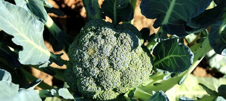 broccoli heads and leaves in the garden