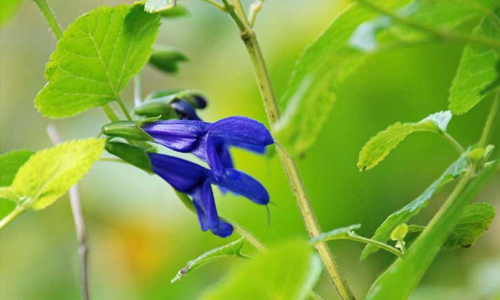 Close-up of black and blue salvia flowers