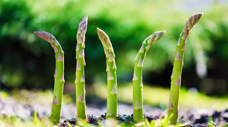 Young asparagus plants sprout through the ground, no weeds