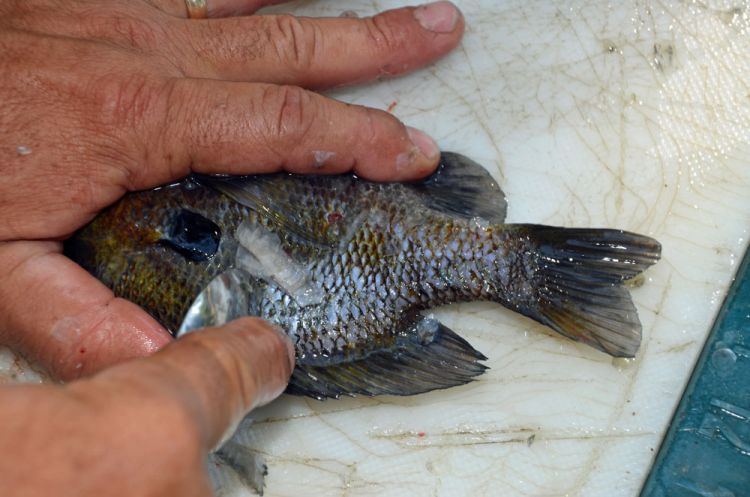Traditional cleaning Step 1: Use a spoon to scrape off all the scales on the fish body and then wash it thoroughly.