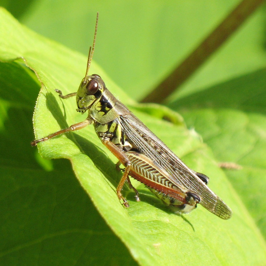 grasshopper fishing