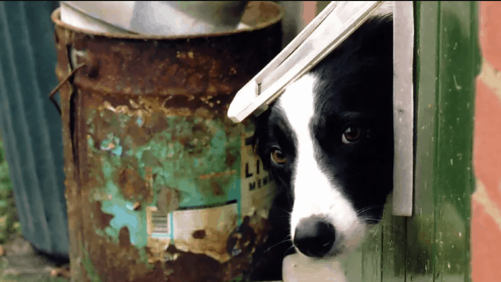 Install a dog door through the wall