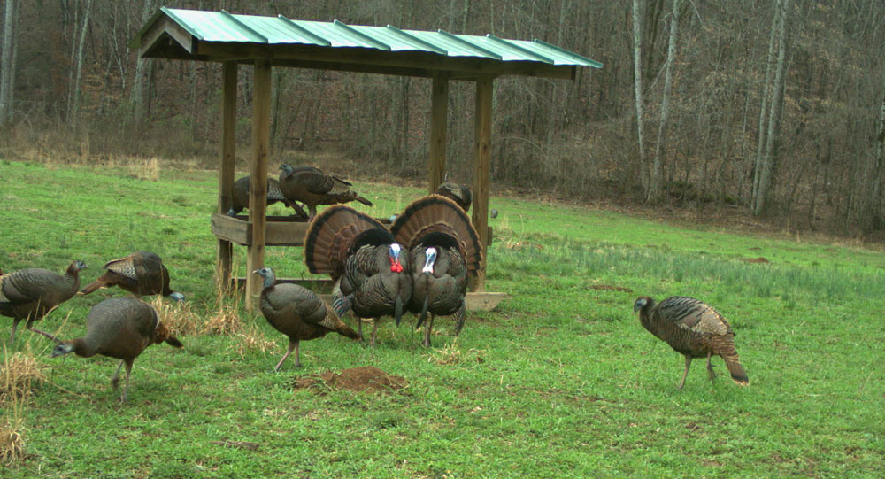 turkey in the feeder