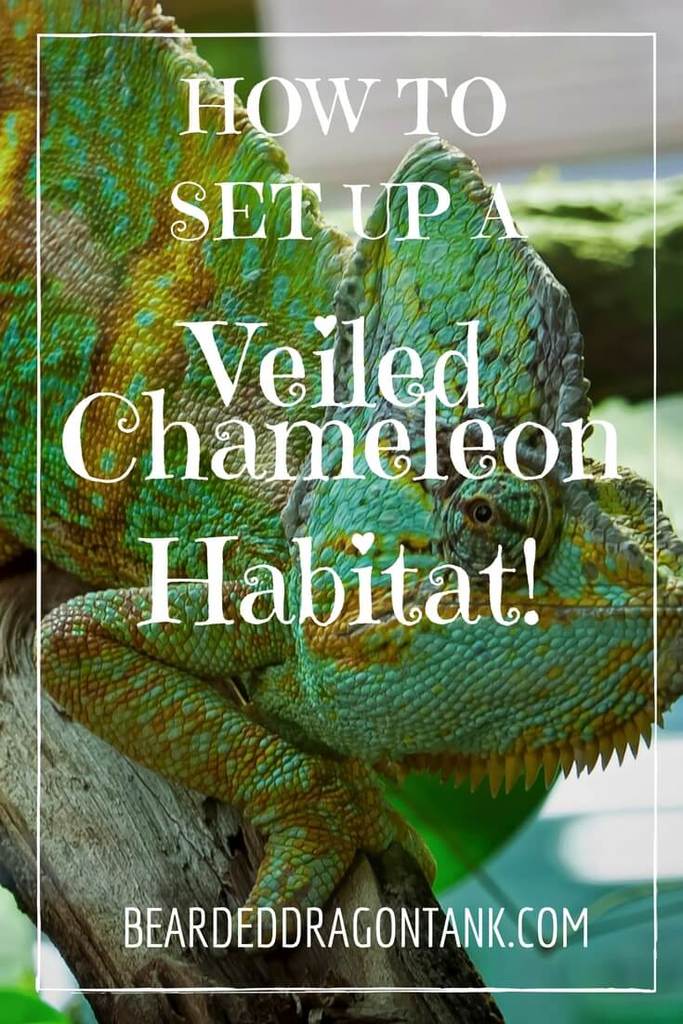 13. Veiled Caging for Chameleon