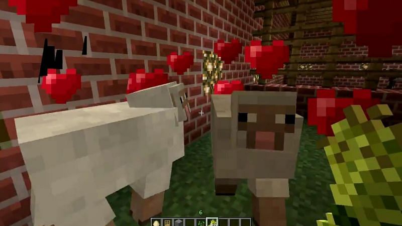 Raising Minecraft sheep (Image via YouTube)
