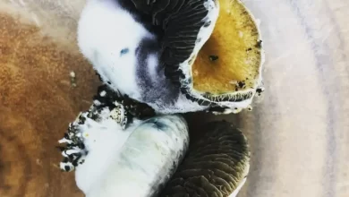 Image of psilocybin mushroom caps