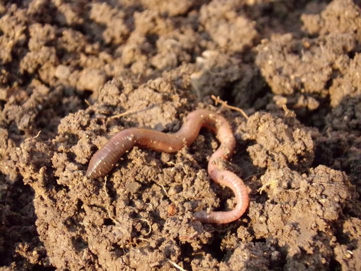 earthworm-heap-779779_1920_full_width.jpg