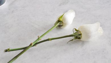 roses properly trimmed