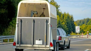 Picture of a station wagon pulling a bumper-pull horse trailer,