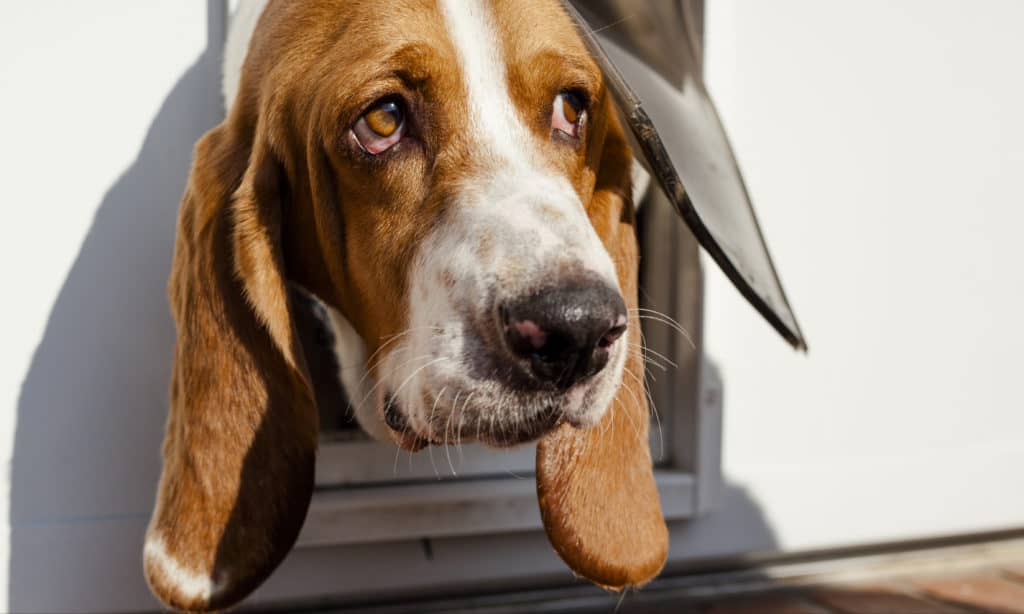 Design your own DIY Doggie door