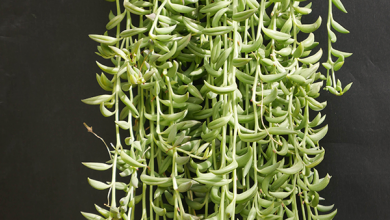 close up of the long, thick trails of a string of bananas succulent the text text reads what you need to know about growing a string of bananas houseplant