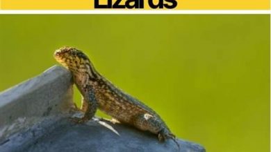 how to get rid of curly tailed lizards