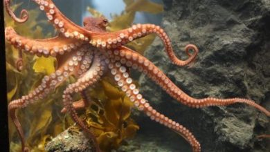 fishing for octopus