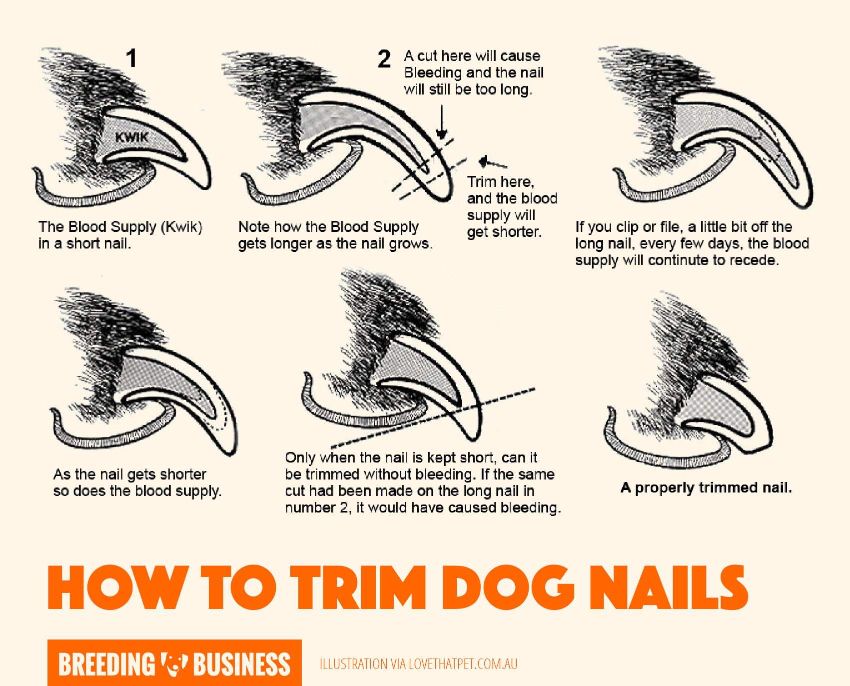 How Do I Cut My Dog's Nails If They're Dark