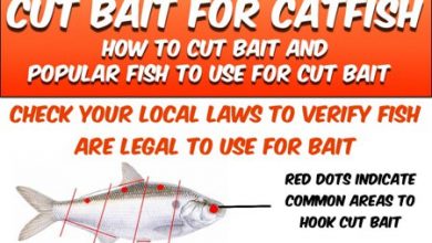 Cut Bait For Catfish