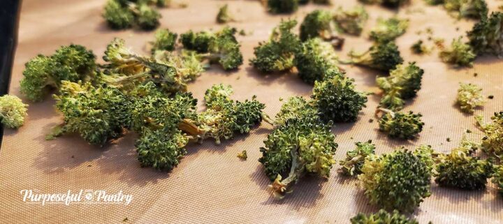 Dehydrated Broccoli on Excalibur Dehydrator