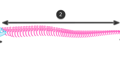 snake basic anatomy