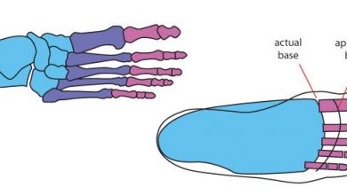 Basic anatomy of the foot